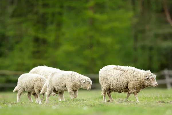 Owce Trawie Błękitnego Nieba Niektóre Patrząc Kamery — Zdjęcie stockowe