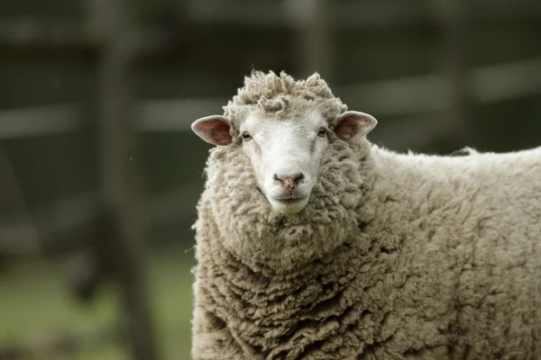 Овцы Траве Голубым Небом Некоторые Смотрят Камеру — стоковое фото