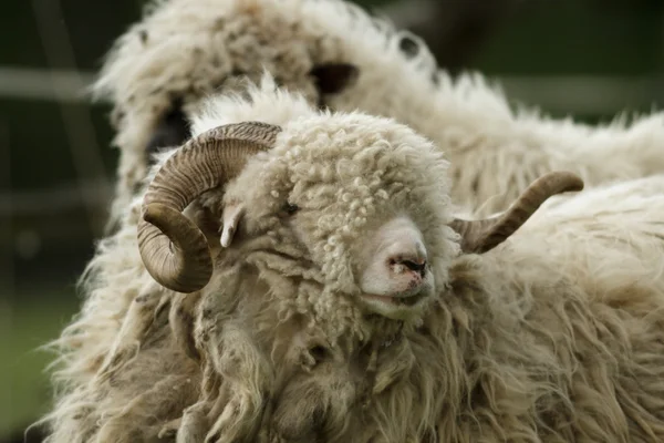 Sheep Grass Blue Sky Some Looking Camera — Stock Photo, Image