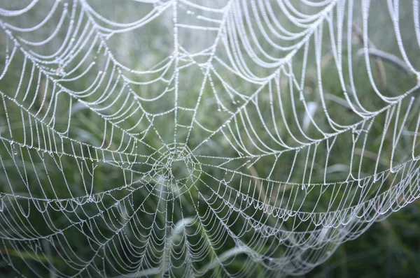 Spinnennetz Mit Buntem Hintergrund Natur Serie — Stockfoto