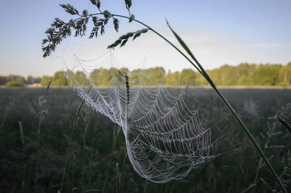 Spinnenweb Met Kleurrijke Achtergrond Natuur Serie — Stockfoto