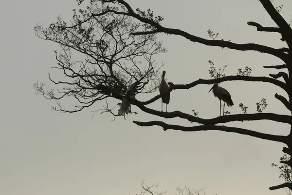 コウノトリは自然シリーズ 晴れた日に緑の草 — ストック写真