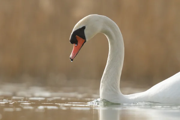 Svan Blå Sjö Solig Dag Svanar Damm Naturserie — Stockfoto