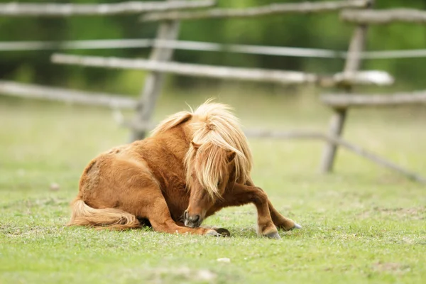 Paard Het Veld Landbouwhuisdieren Natuurserie Rechtenvrije Stockfoto's