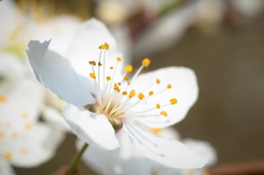 Renkli bir arkaplan olarak çiçekler, makro fotoğraf, doğa serisi
