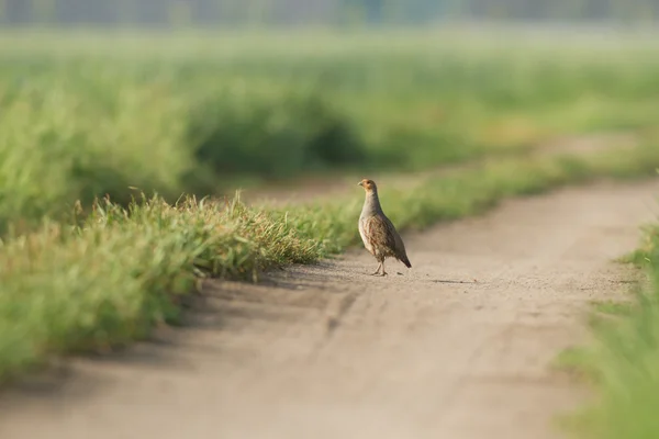 Wilde Vogel Natuurlijke Habitat Natuur Serie — Stockfoto