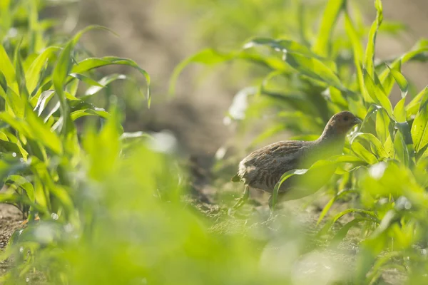 Uccelli Selvatici Habitat Naturale Serie Natura — Foto Stock