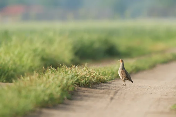 Wild Bird Natural Habitat Nature Series — Stock Photo, Image