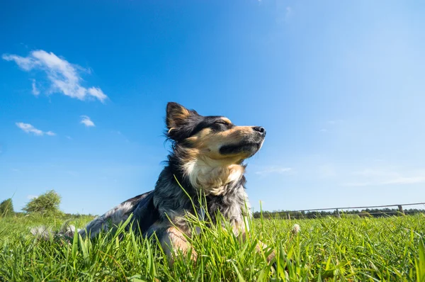 晴れた日の動物シリーズの面白い犬 — ストック写真