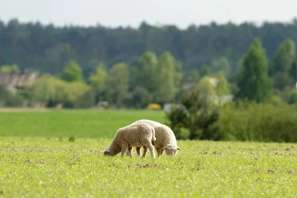 Agricultural Field Nature Agriculture Farming Series — Stock Photo, Image