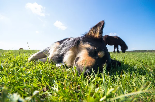 Grappige Hond Zonnige Dag Dieren Serie — Stockfoto