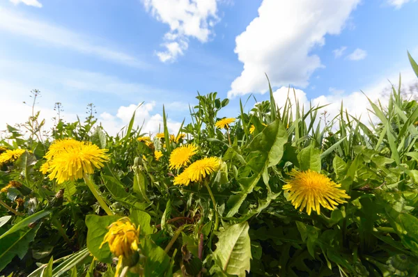 Blumen Als Farbenfroher Hintergrund Makrofoto Naturserie — Stockfoto