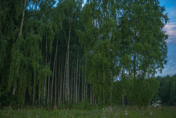 Paisagem Floresta Cinza Jovem Com Árvores Verdes Série Natureza — Fotografia de Stock