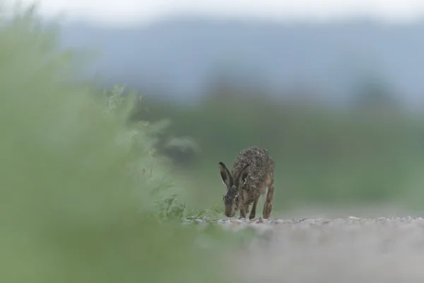 Schattig Grijze Hazen Staande Het Gras Natuur Serie — Stockfoto