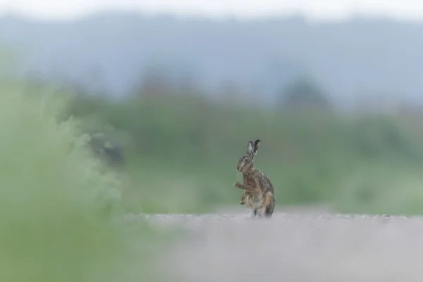 Schattig Grijze Hazen Staande Het Gras Natuur Serie — Stockfoto