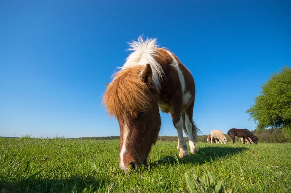 Pferd Feld Nutztiere Naturserie — Stockfoto