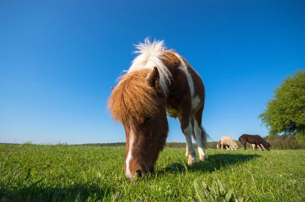 Cheval Dans Champ Animaux Ferme Série Nature — Photo