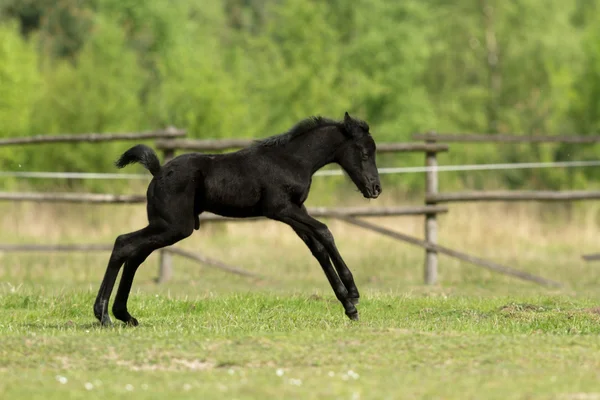 Horse Field Farm Animals Nature Series — Stock Photo, Image