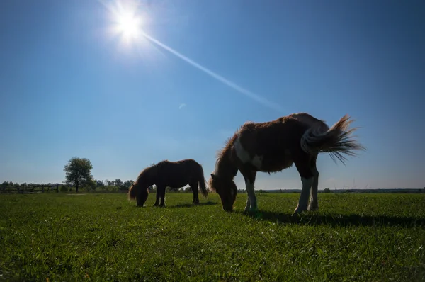 Hest Jordet Landbruksdyr Naturserie – stockfoto