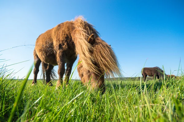 Horse Field Farm Animals Nature Series — Stock Photo, Image