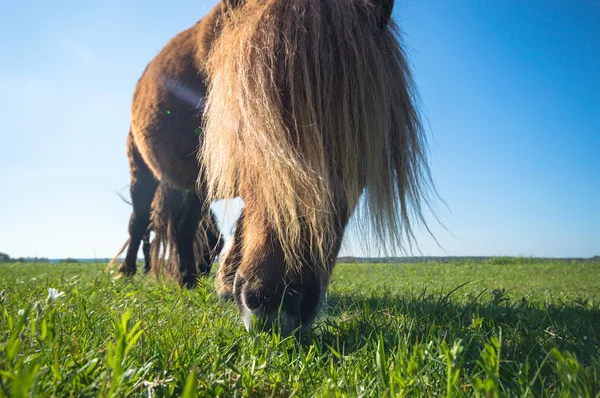 Mezőn Haszonállatok Természet Sorozat — Stock Fotó