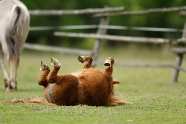 Koń Polu Zwierzęta Gospodarskie Seria Przyroda Zdjęcie Stockowe
