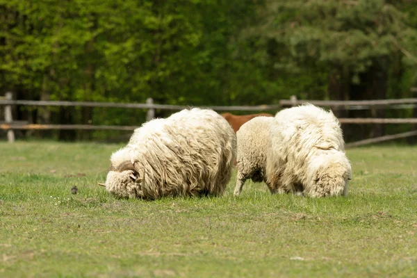 Вівці Траві Блакитним Небом Деякі Дивляться Камеру — стокове фото