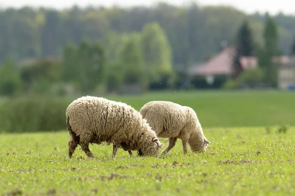 Schafe Auf Gras Mit Blauem Himmel Einige Blicken Die Kamera — Stockfoto