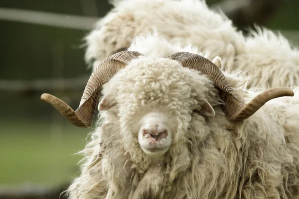 Schapen Gras Met Blauwe Hemel Sommige Kijken Naar Camera — Stockfoto