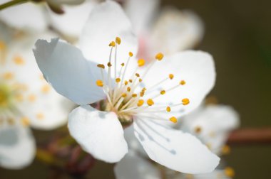Renkli bir arkaplan olarak çiçekler, makro fotoğraf, doğa serisi