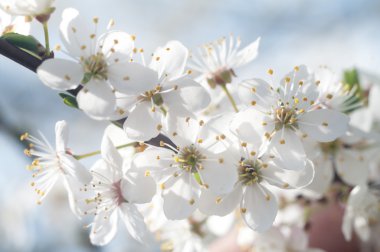 Renkli bir arkaplan olarak çiçekler, makro fotoğraf, doğa serisi