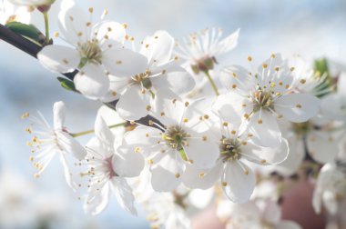 Renkli bir arkaplan olarak çiçekler, makro fotoğraf, doğa serisi