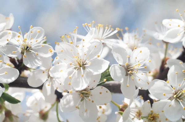 Flowers Colorful Background Macro Photo Nature Series — Stock Photo, Image