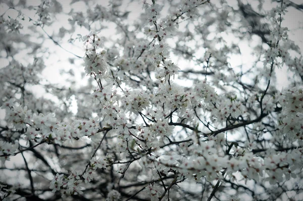 배경의 매크로 자연의 — 스톡 사진