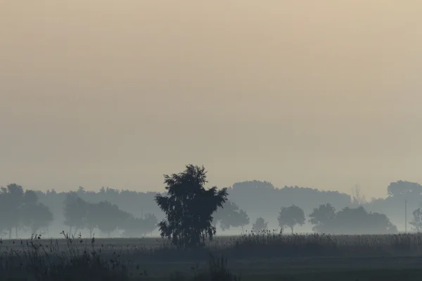 Niebla Mañana Sobre Prado Serie Naturaleza — Foto de Stock