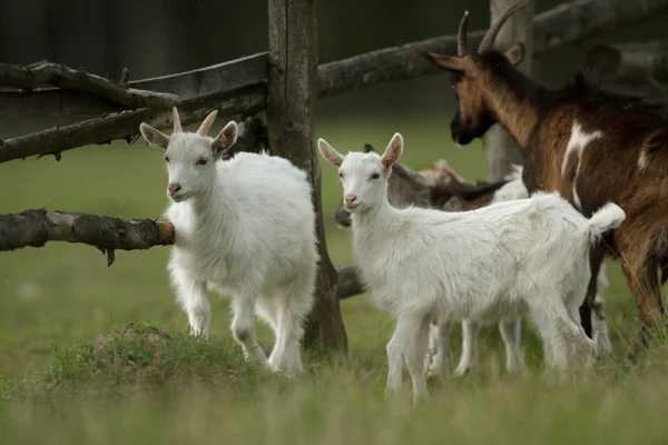 Chèvre Sur Pâturage Été Série Nature — Photo