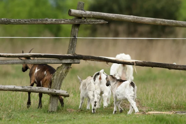 Geit Zomer Weide Natuur Serie — Stockfoto