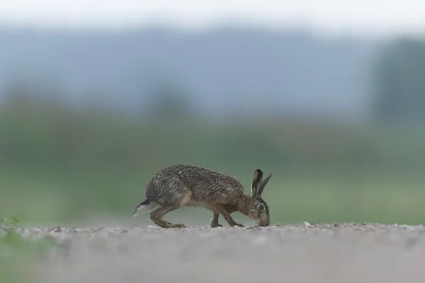 Schattig Grijze Hazen Staande Het Gras Natuur Serie — Stockfoto