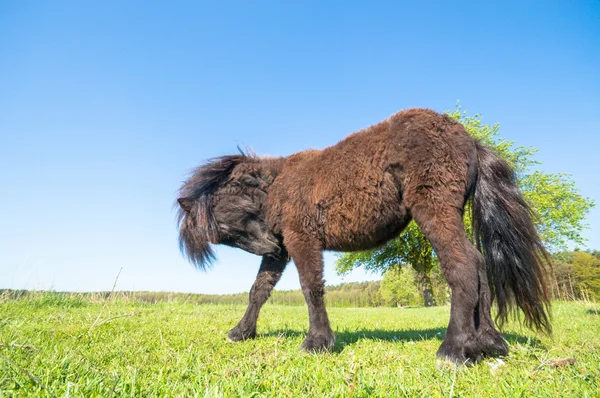 Horse Field Farm Animals Nature Series — Stock Photo, Image