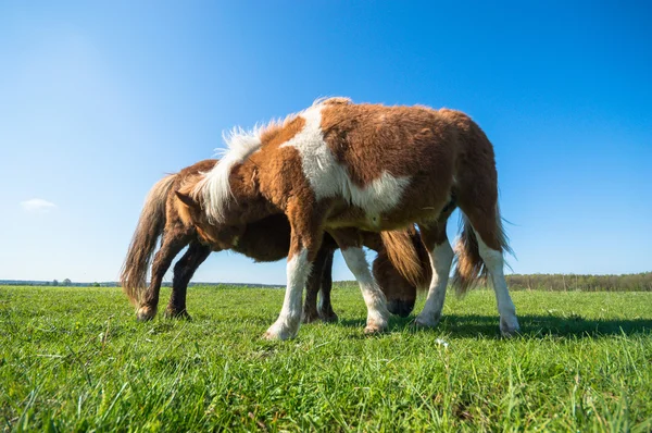 Häst Åker Lantbruksdjur Naturserie — Stockfoto