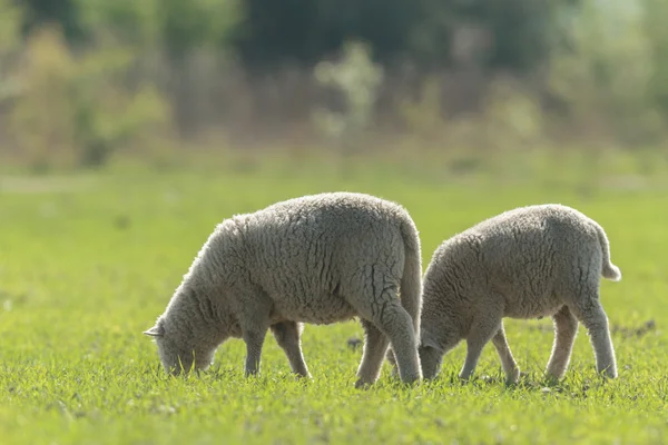 青い空 カメラを見ていくつかの草の上の羊 — ストック写真