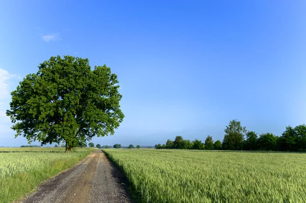 Viejo Árbol Grande Sobre Fondo Color Con Cielo Azul Serie —  Fotos de Stock