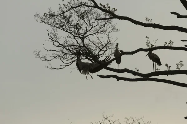 Alter Großer Baum Auf Farbigem Hintergrund Mit Blauem Himmel Natur — Stockfoto