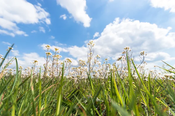 Blommor Som Färgstark Bakgrund Makro Foto Natur Serie Royaltyfria Stockfoton