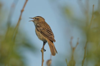 Doğal ortamdaki vahşi kuş, doğa serisi.