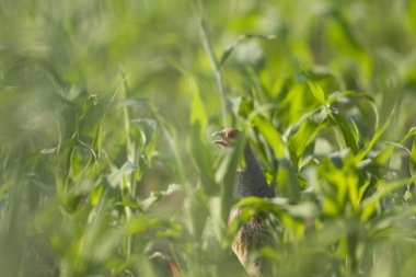 Doğal ortamdaki vahşi kuş, doğa serisi.