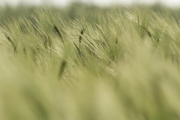 Tarım Alanı Doğa Serisi Tarım Tarım — Stok fotoğraf