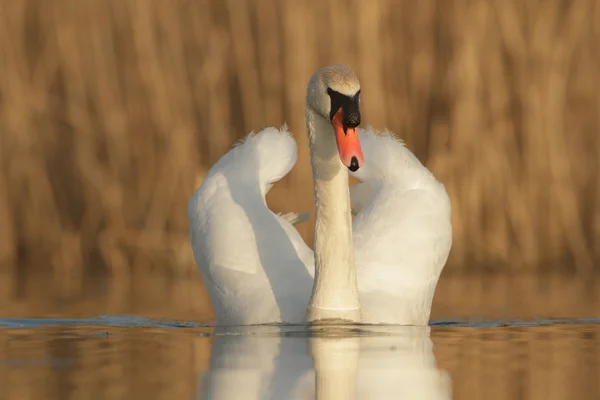 自然界に生息する野鳥や自然シリーズ — ストック写真