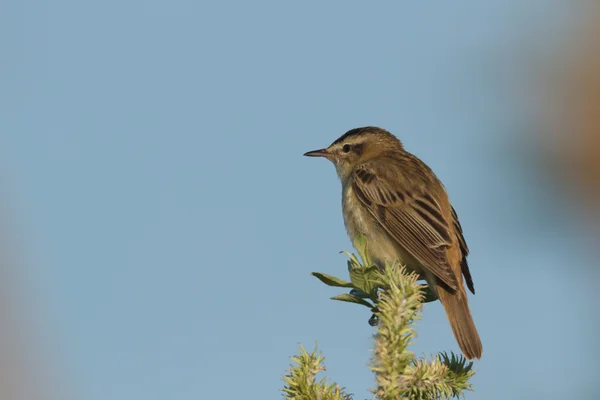 Vilda Fåglar Naturliga Livsmiljöer Naturserier — Stockfoto