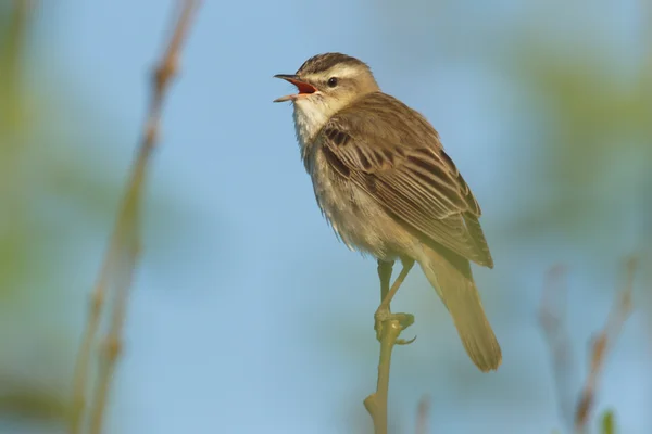 Wild Bird Natural Habitat Nature Series — Stock Photo, Image